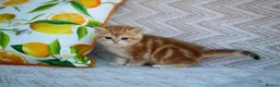 British Shorthair cats for sale: 💙British shorthair kittens available  - Advert 8