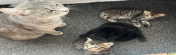 Mixed Breed cats for sale: 3 lovely Kittens for sale - Advert 11