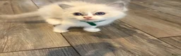 Ragdoll cats for sale: Beautiful girl Ragdolls  - Advert 18