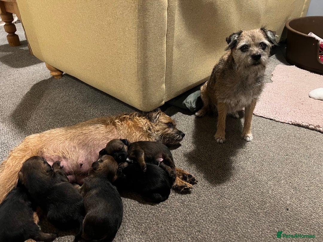 Border Terrier dogs for sale: Border terrier pups - Image 4