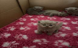 British Shorthair cats for sale: GCCF registered lilac kittens  - Image 11