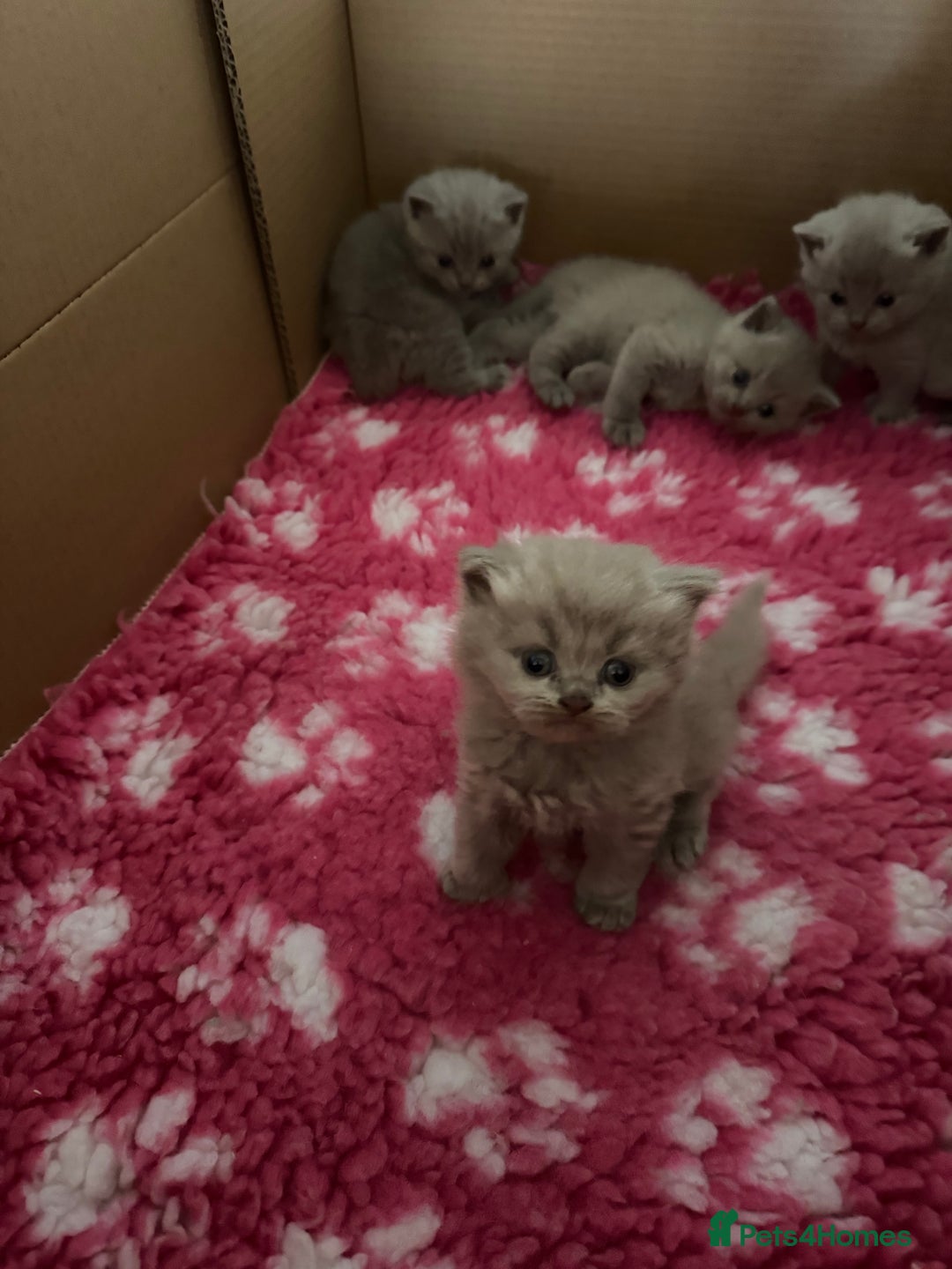 British Shorthair cats for sale: GCCF registered lilac kittens  - Image 11