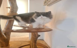 British Longhair cats for sale: Tica registered British Longhair Lady Rehome - Image 11