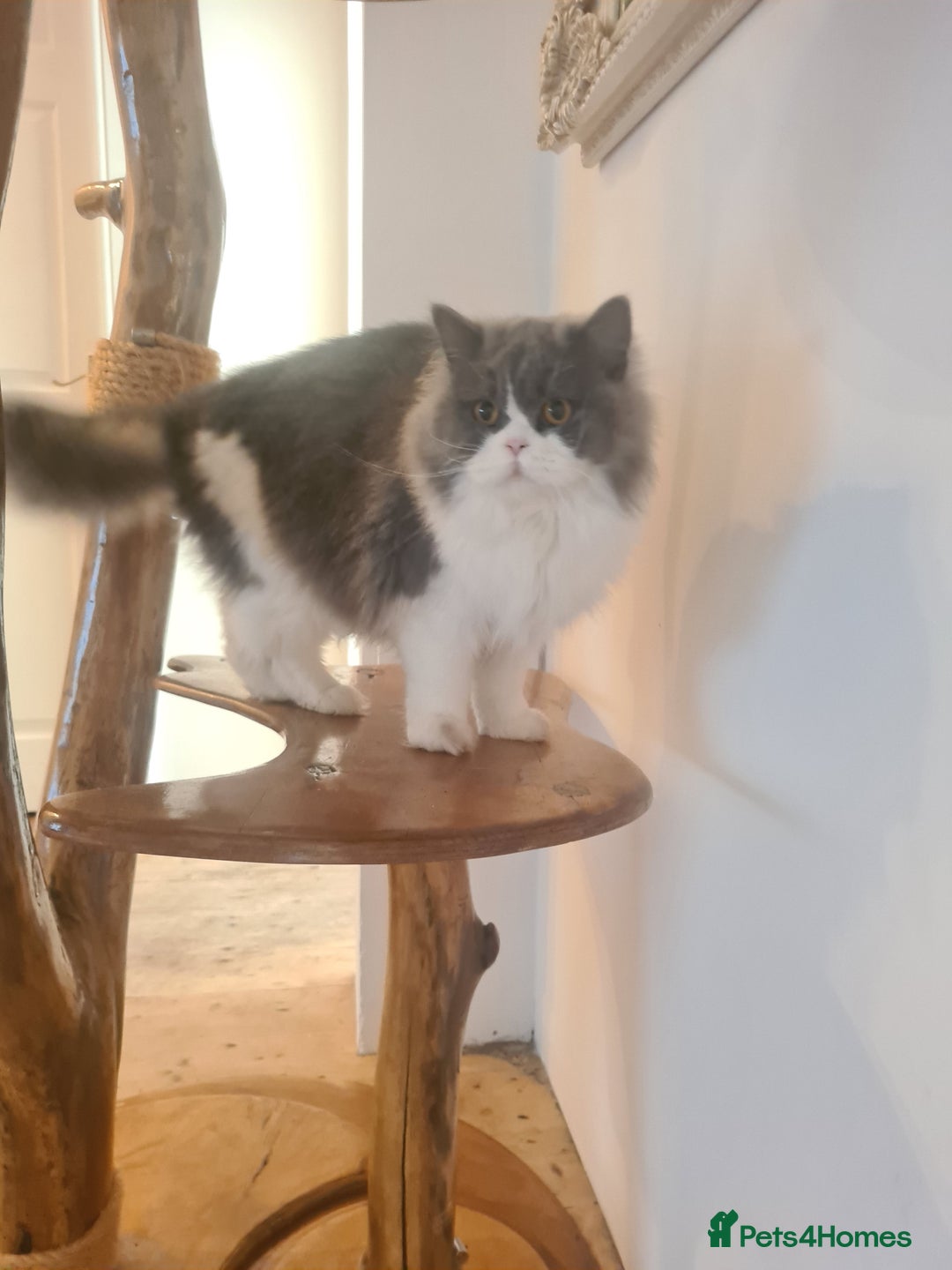 British Longhair cats for sale: Tica registered British Longhair Lady Rehome - Image 11