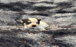 Chihuahua dogs for sale: Chihuahua puppy’s  - Image 32
