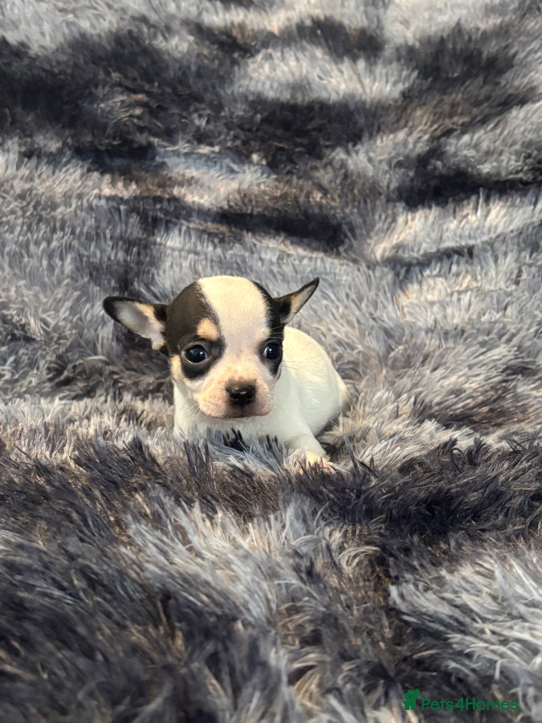 Chihuahua dogs for sale: Chihuahua puppy’s  - Image 32