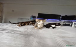 Mixed Breed cats for sale: Beautiful kittens - Image 16