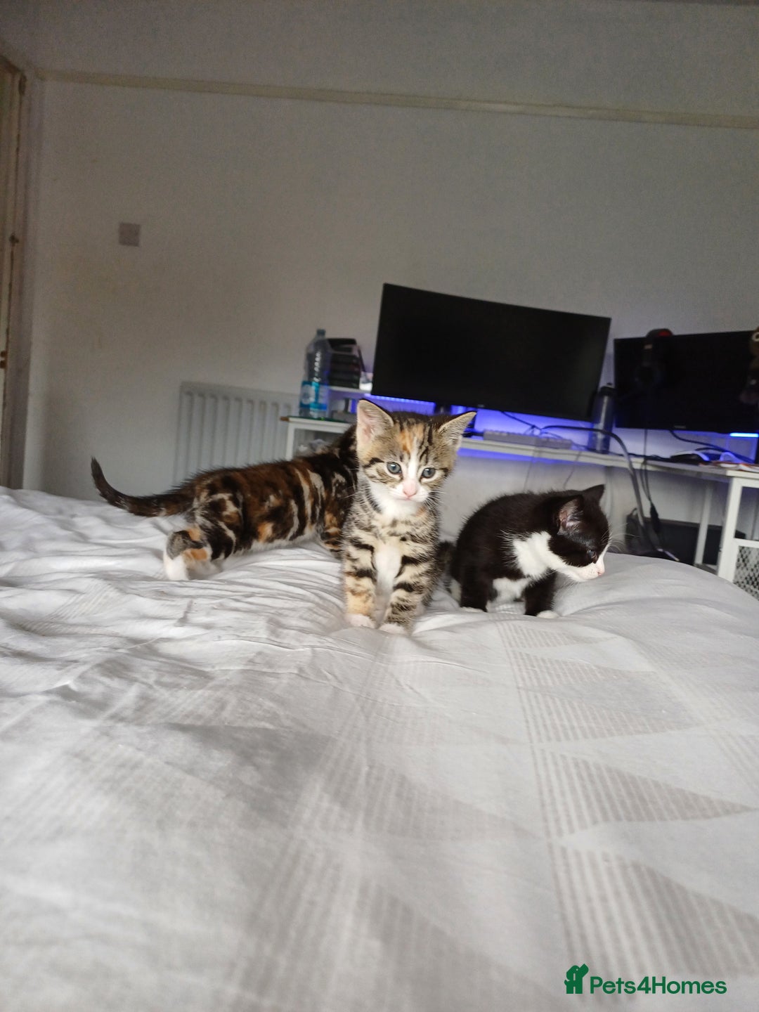 Mixed Breed cats for sale: Beautiful kittens - Image 16