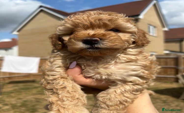 Cavapoo dogs - Advert 1