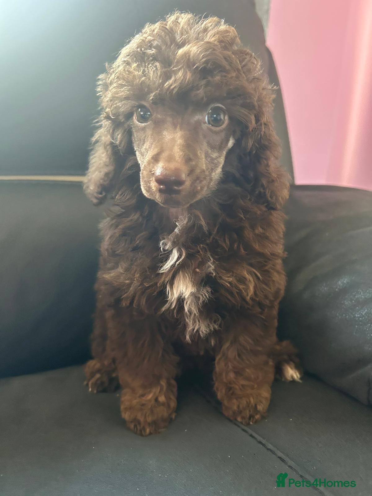 Mixed Breed dogs Healthy Pure Poodle Puppies (1 girl left) - Advert 5