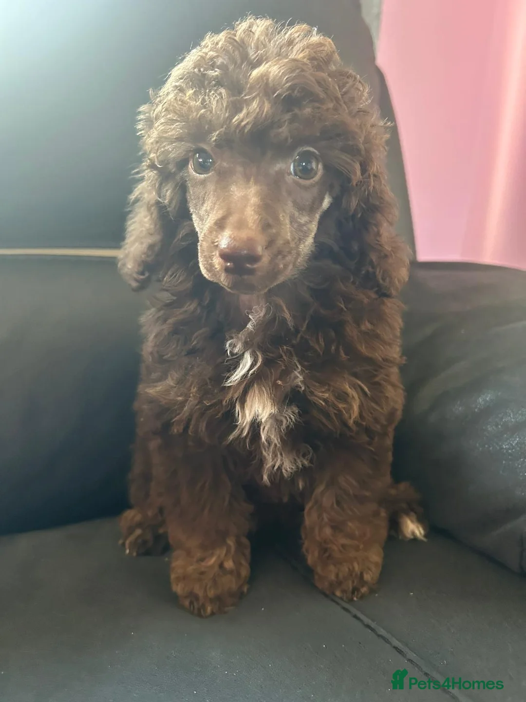 Mixed Breed dogs for sale: Healthy Pure Poodle Puppies (1 girl left) - Advert 1