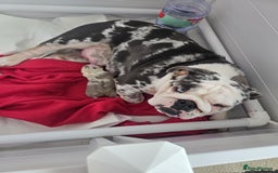 English Bulldog dogs for sale: Beautiful lilac merle female - Image 7