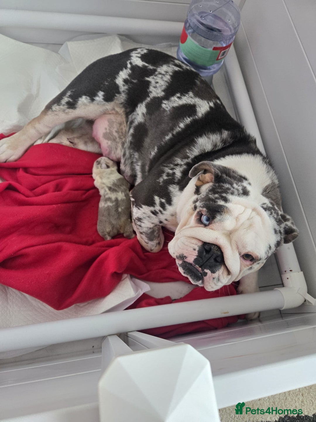 English Bulldog dogs for sale: Beautiful lilac merle female - Image 7