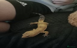 Gecko reptiles for sale: Leopard gecko  - Image 2
