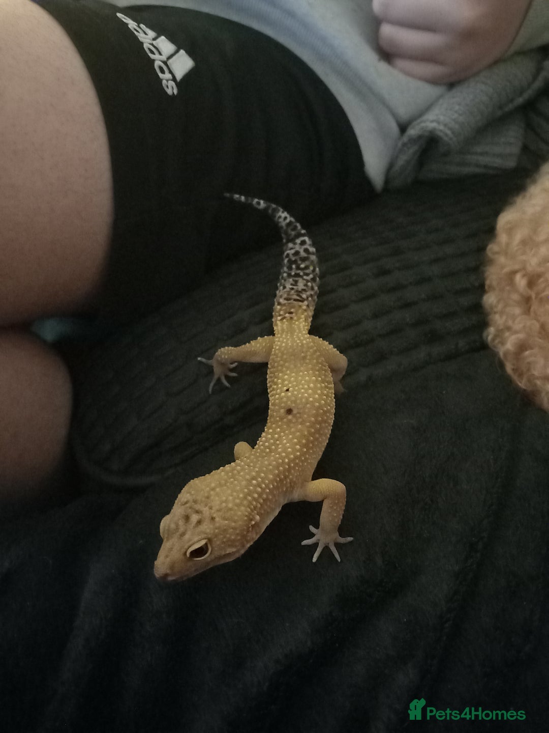 Gecko reptiles for sale: Leopard gecko  - Image 2
