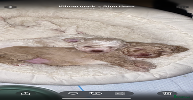 Poochon dogs F2 poochon  - Advert 9