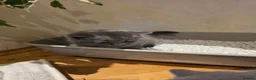 British Shorthair cats for sale: Beautiful Blue British Shorthair Kittens for Sale - Advert 8