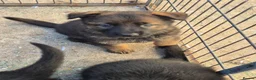 German Shepherd dogs for sale: KC registered German shepherd pups  - Advert 3