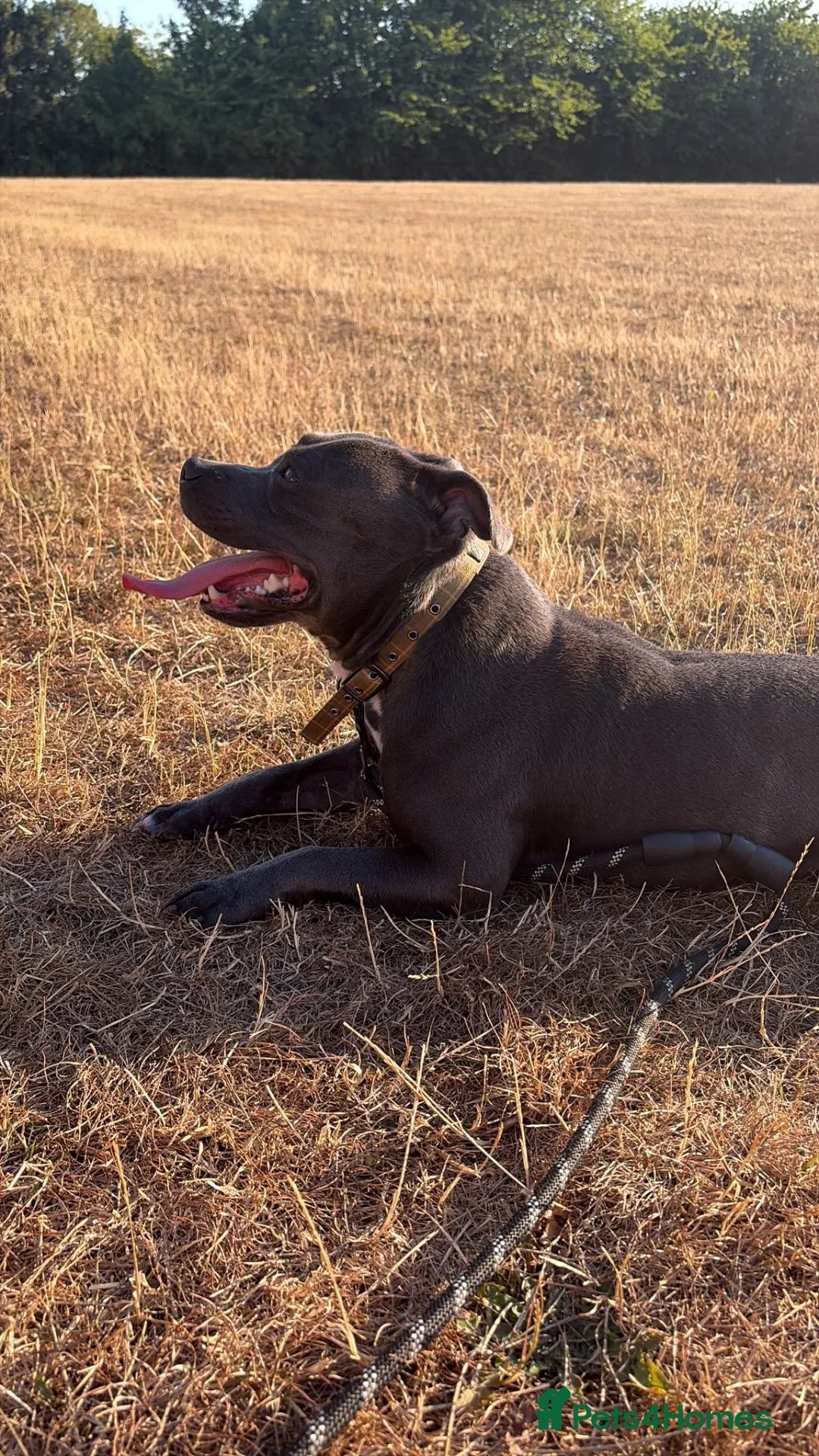 Staffordshire Bull Terrier dogs for stud: Blue Staffy Stud Available - Advert 1