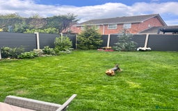 Yorkshire Terrier dogs for sale: 💔 Heartbreaking Sale of Our Beloved Chicky 💔 - Image 8