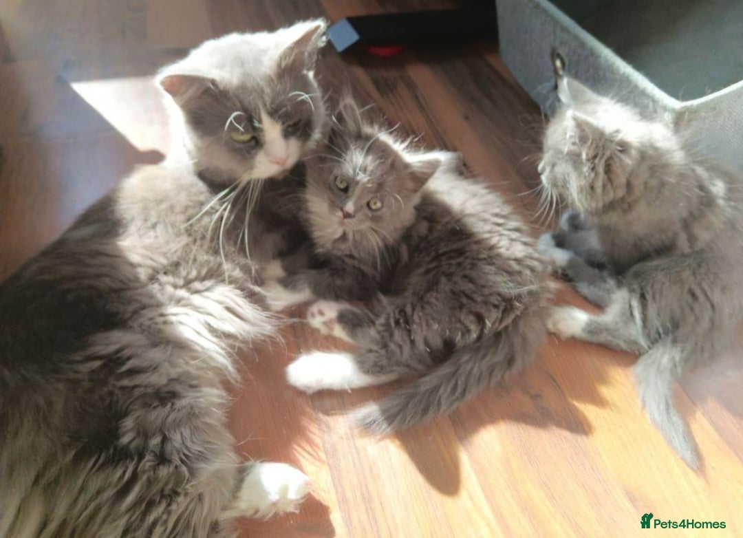 Mixed Breed cats for sale: BSH cross Ragdoll kittens - Advert 1