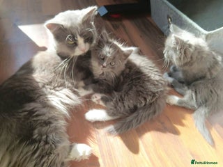 Mixed Breed cats BSH cross Ragdoll kittens - Advert 1