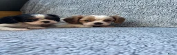 Cavalier King Charles Spaniel dogs for sale: Ready now!!  2 Cavalier boys - Advert 9