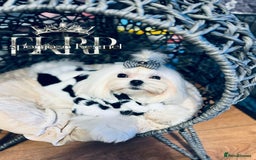 Maltese dogs for stud: ✨Exquisite DOLL KC Korean Maltese Stud DNA Clear ✨ - Image 11