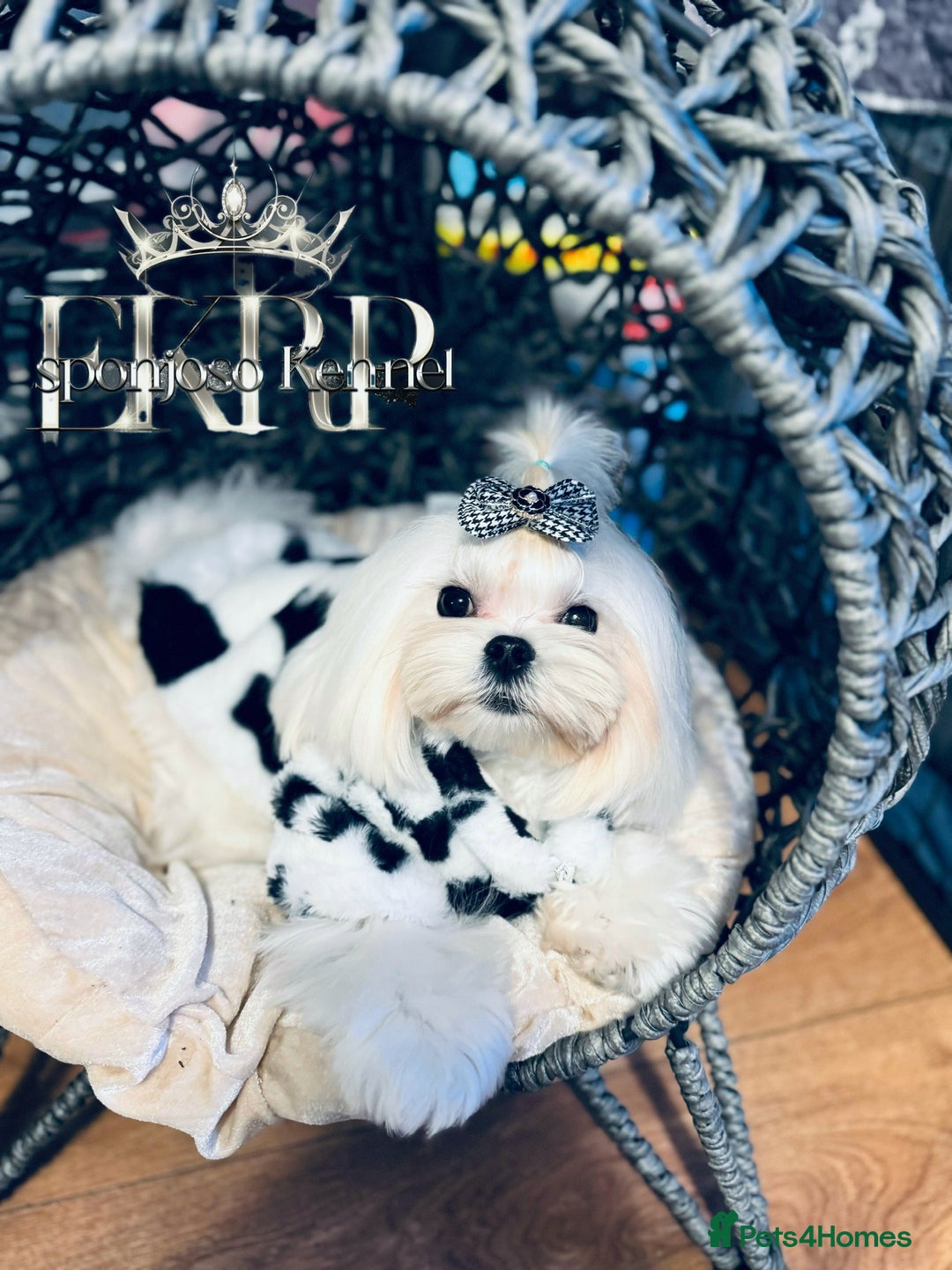 Maltese dogs for stud: ✨Exquisite DOLL KC Korean Maltese Stud DNA Clear ✨ - Image 11