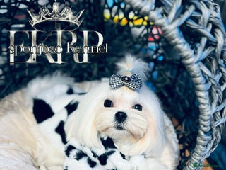 Maltese dogs - Advert 10