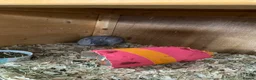 Netherland Dwarf rabbits for sale: Beautiful baby Netherland dwarfs  - Advert 5