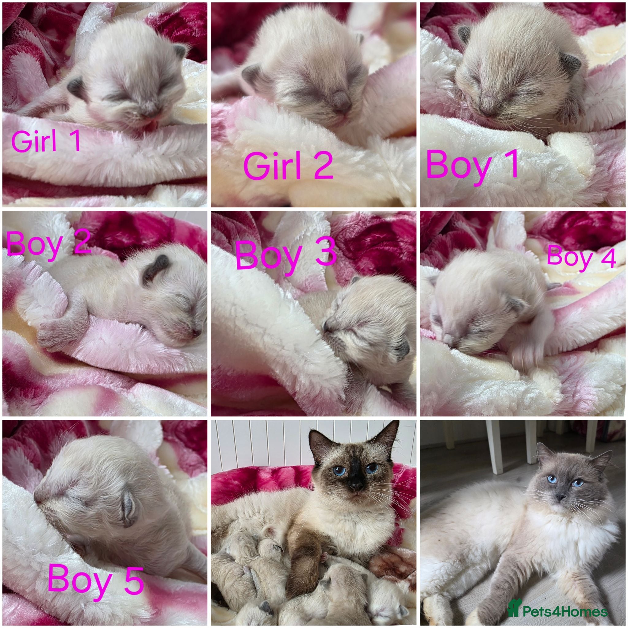 Ragdoll cats Ragdolks kittens-Reservation open😻😺🩵❤️ - Advert 2