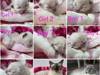 Ragdoll cats Ragdolks kittens-Reservation open😻😺🩵❤️ - Advert 2