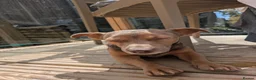 Jack Russell dogs for stud: 🐾 Handsome Short legged Jack Russell Stud Proven - Advert 5