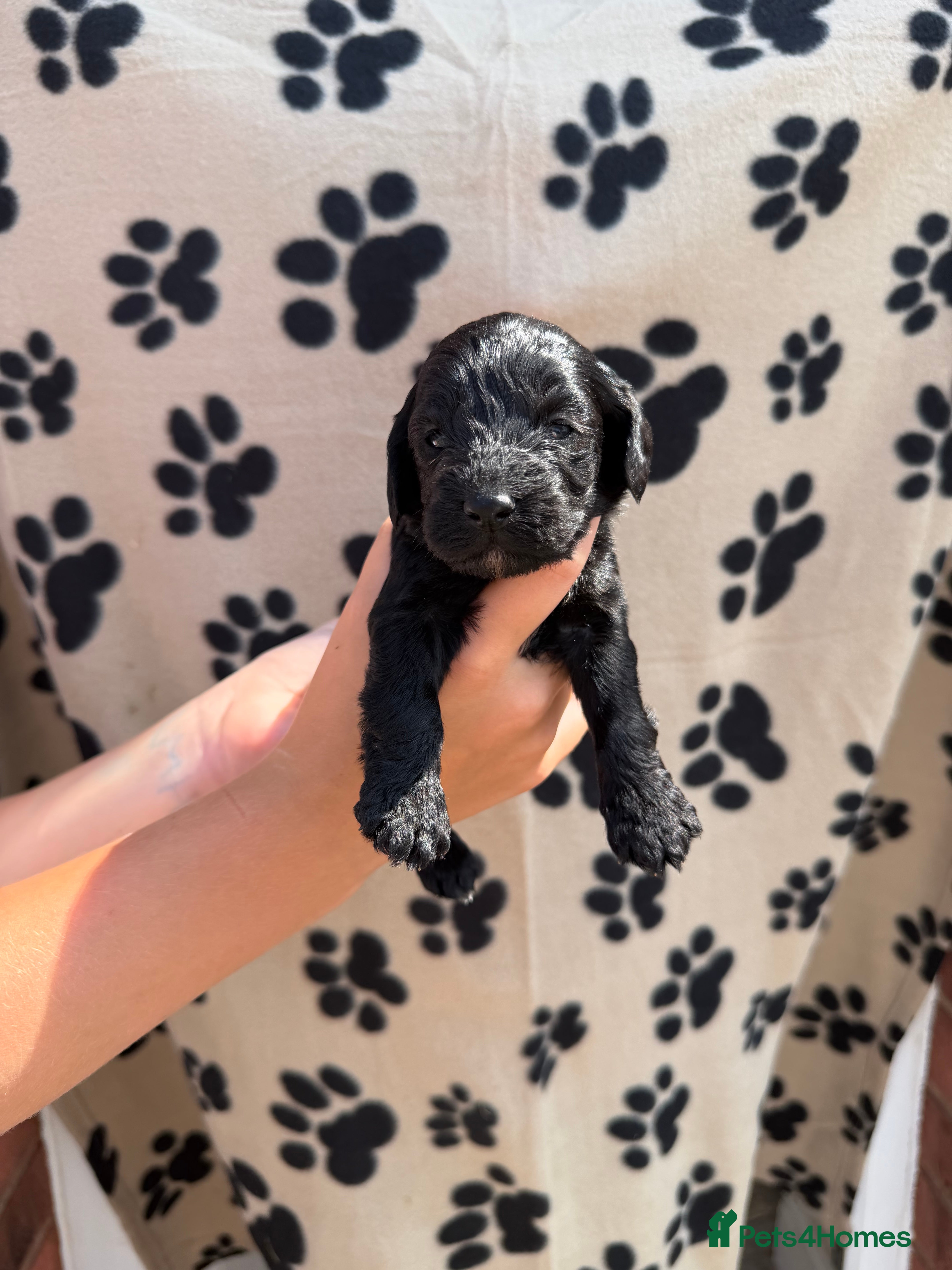 Cockapoo dogs Cockapoo’s for sale  - Advert 14