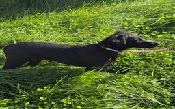 Mixed Breed dogs for adoption: Jess * Patterdale x Cavapoo * 240798 - Image 2