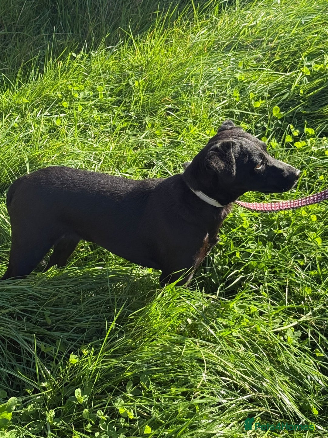Mixed Breed dogs for adoption: Jess * Patterdale x Cavapoo * 240798 - Image 2