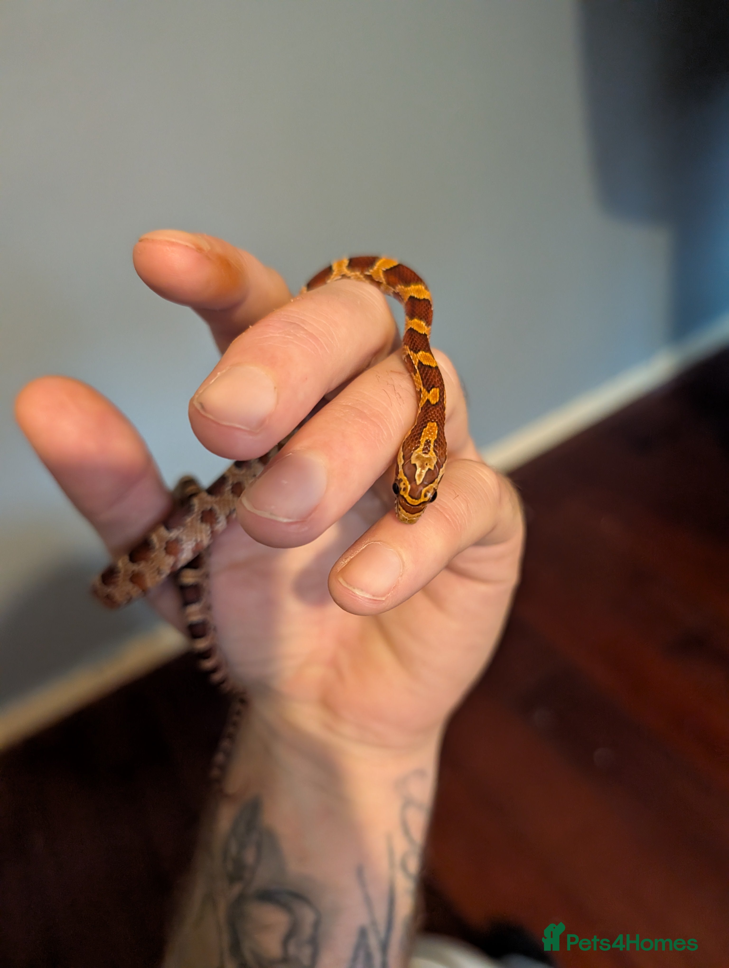 Corn Snake reptiles Baby corn snake - Advert 7