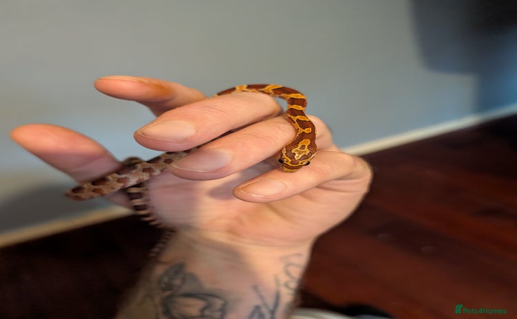 Corn Snake reptiles Baby corn snake - Advert 2