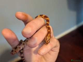 Corn Snake reptiles Baby corn snake - Advert 2