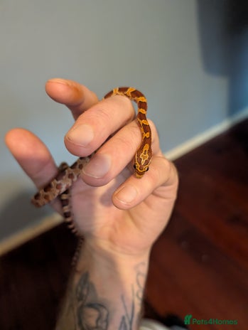 Corn Snake reptiles Baby corn snake - Advert 2