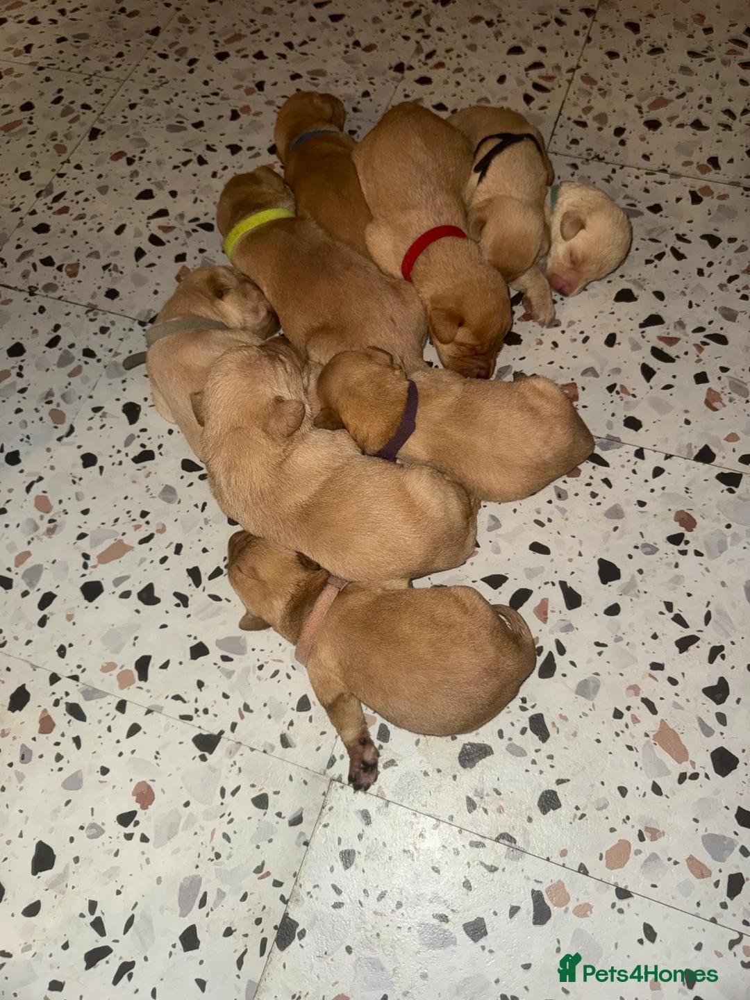 Labrador Retriever dogs for sale: Red and dark yellow KC labrador puppies  - Advert 3