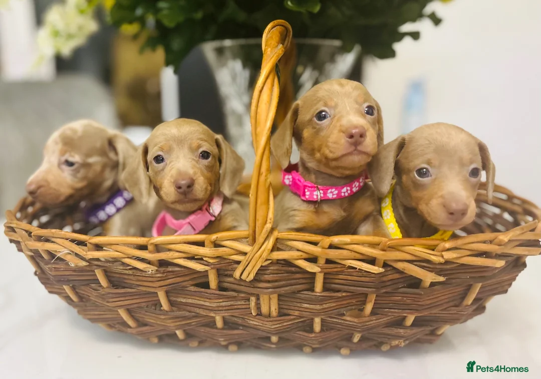 Miniature Dachshund dogs for sale: True miniature Daschound  - Advert 9