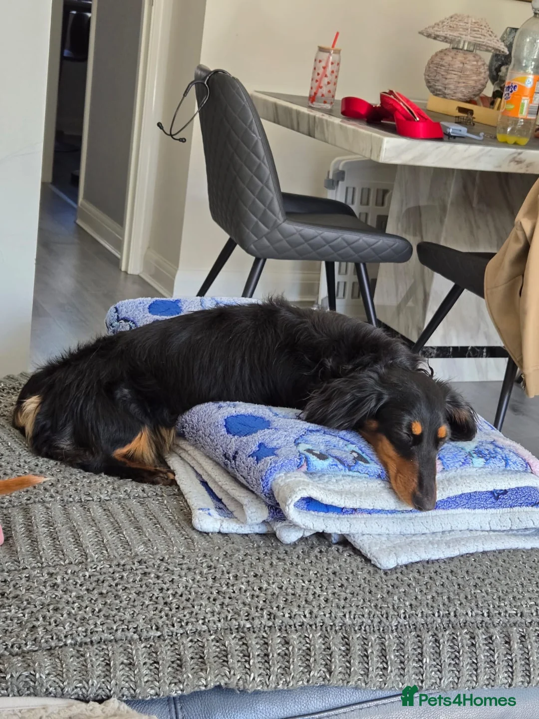 Miniature Dachshund dogs for sale:  Adorable Miniature Dachshund Puppies - Advert 1