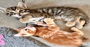 Mixed Breed cats - Advert 16