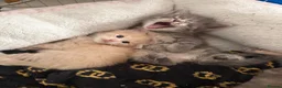 Ragcoon cats for sale: Beautiful raccoon kittens  - Advert 5