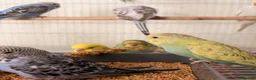 Budgerigars birds for sale: Budgies for sale  - Advert 2