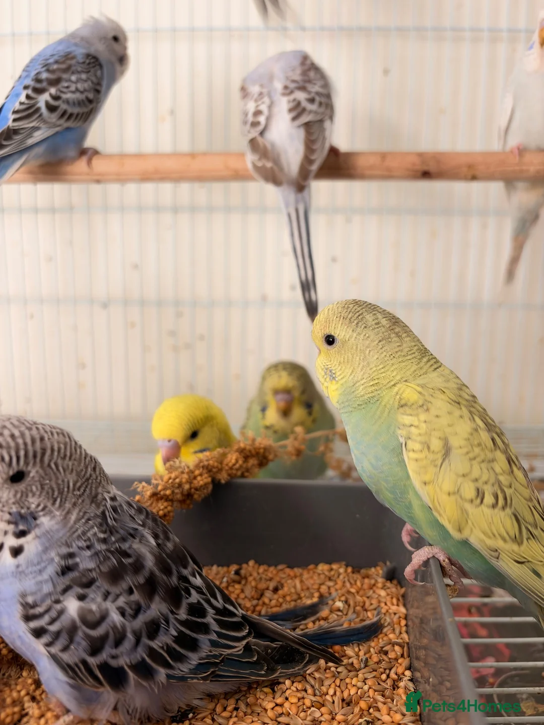 Budgerigars birds for sale: Budgies for sale  - Advert 2