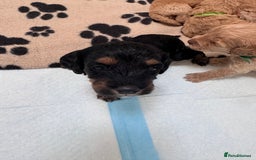 Cockapoo dogs for sale: Adorable cockapoo puppies for sale  - Image 9
