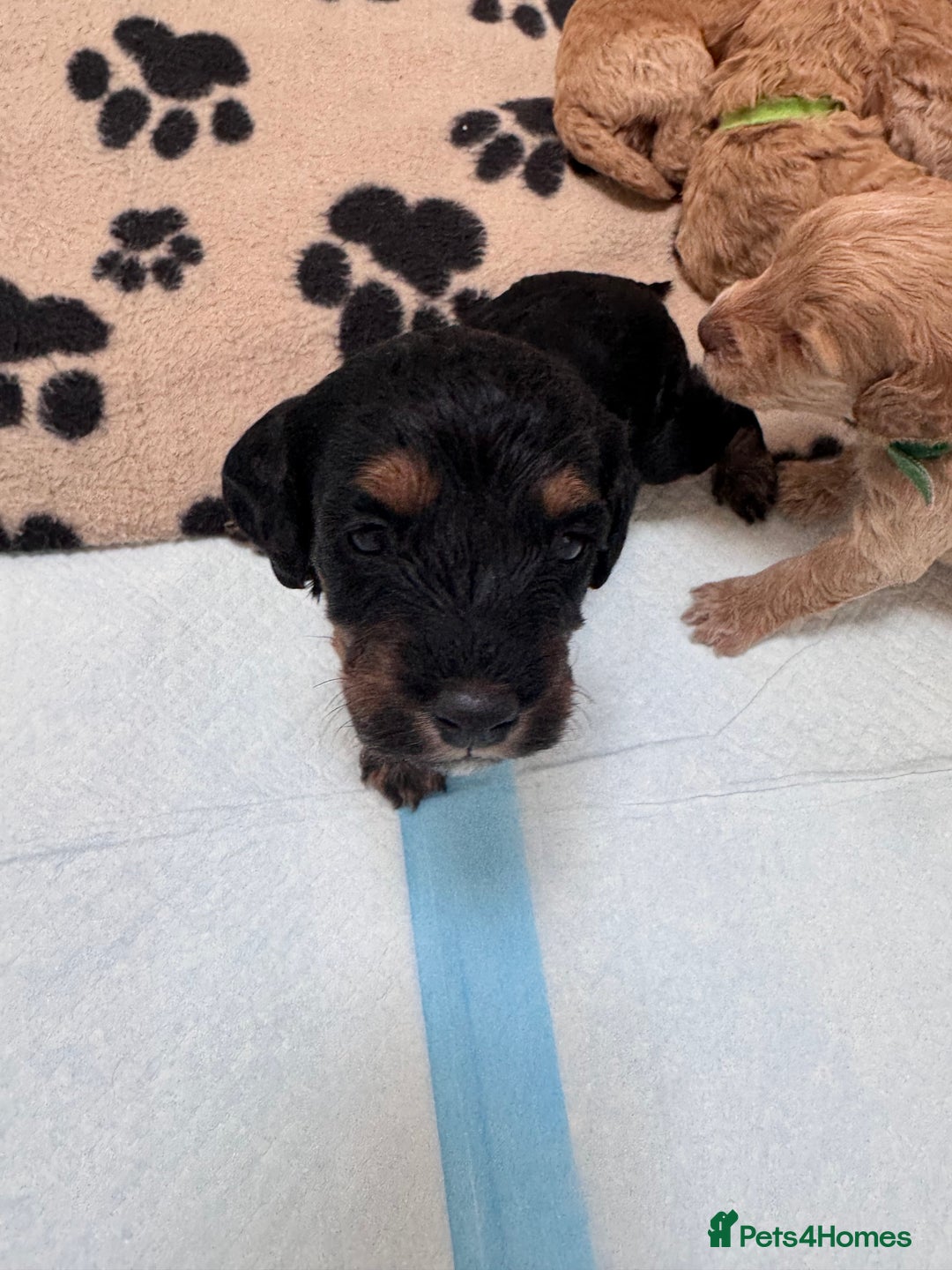 Cockapoo dogs for sale: Adorable cockapoo puppies for sale  - Image 9
